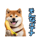 沖縄弁☆柴犬（個別スタンプ：35）