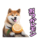 沖縄弁☆柴犬（個別スタンプ：36）