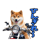 沖縄弁☆柴犬（個別スタンプ：37）