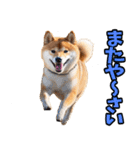 沖縄弁☆柴犬（個別スタンプ：40）