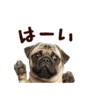 動く！パグ（個別スタンプ：1）