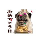 動く！パグ（個別スタンプ：2）