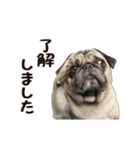 動く！パグ（個別スタンプ：8）