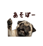 動く！パグ（個別スタンプ：9）
