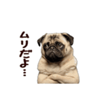 動く！パグ（個別スタンプ：11）