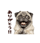 動く！パグ（個別スタンプ：13）
