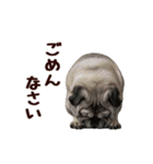 動く！パグ（個別スタンプ：14）