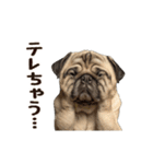 動く！パグ（個別スタンプ：18）