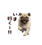 動く！パグ（個別スタンプ：20）
