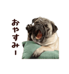 動く！パグ（個別スタンプ：23）