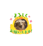 シニアブラザーず（個別スタンプ：4）