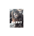 n CHAPPY n（個別スタンプ：5）