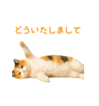 毎日使える♪ぬいぐるみ三毛猫スタンプ（個別スタンプ：6）
