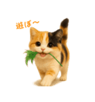 毎日使える♪ぬいぐるみ三毛猫スタンプ（個別スタンプ：20）