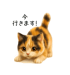 毎日使える♪ぬいぐるみ三毛猫スタンプ（個別スタンプ：25）