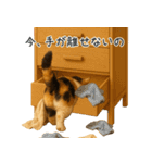 毎日使える♪ぬいぐるみ三毛猫スタンプ（個別スタンプ：27）