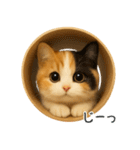 毎日使える♪ぬいぐるみ三毛猫スタンプ（個別スタンプ：35）