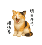 毎日使える♪ぬいぐるみ三毛猫スタンプ（個別スタンプ：37）