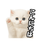日常会話veペルシャ（個別スタンプ：2）