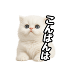 日常会話veペルシャ（個別スタンプ：3）
