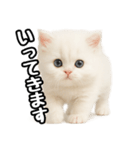 日常会話veペルシャ（個別スタンプ：6）