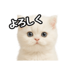 日常会話veペルシャ（個別スタンプ：11）