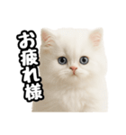 日常会話veペルシャ（個別スタンプ：13）