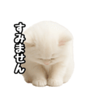 日常会話veペルシャ（個別スタンプ：14）