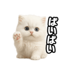 日常会話veペルシャ（個別スタンプ：31）