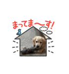 ミニチュアダックスのSORA（個別スタンプ：9）