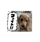 ミニチュアダックスのSORA（個別スタンプ：13）
