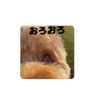 黒さきプリン.（個別スタンプ：5）