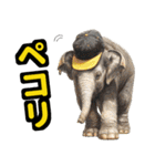 リアル象ミーム2 大阪神戸の野球虎ファン象（個別スタンプ：8）
