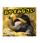 リアル象ミーム2 大阪神戸の野球虎ファン象（個別スタンプ：16）