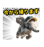 リアル象ミーム2 大阪神戸の野球虎ファン象（個別スタンプ：27）