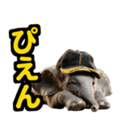 リアル象ミーム2 大阪神戸の野球虎ファン象（個別スタンプ：38）