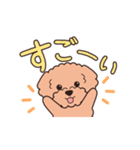 『トイプードル』毎日使えるデカ文字．2（個別スタンプ：8）