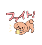 『トイプードル』毎日使えるデカ文字．2（個別スタンプ：20）