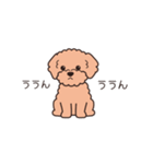 『トイプードル』毎日使えるデカ文字．2（個別スタンプ：21）