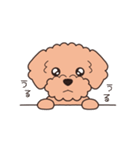 『トイプードル』毎日使えるデカ文字．2（個別スタンプ：24）