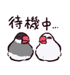 文鳥です.（個別スタンプ：14）