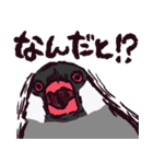 文鳥です.（個別スタンプ：24）