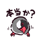 文鳥です.（個別スタンプ：26）