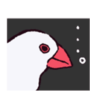 文鳥です.（個別スタンプ：30）