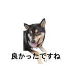 柴犬 デカ文字毎日 フェル 黒柴 可愛9（個別スタンプ：1）