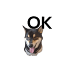 柴犬 デカ文字毎日 フェル 黒柴 可愛9（個別スタンプ：2）