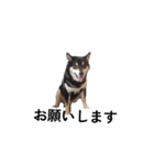 柴犬 デカ文字毎日 フェル 黒柴 可愛9（個別スタンプ：3）