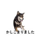 柴犬 デカ文字毎日 フェル 黒柴 可愛9（個別スタンプ：4）