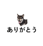 柴犬 デカ文字毎日 フェル 黒柴 可愛9（個別スタンプ：6）