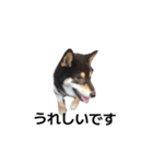 柴犬 デカ文字毎日 フェル 黒柴 可愛9（個別スタンプ：7）
